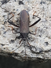 Notobitus meleagris