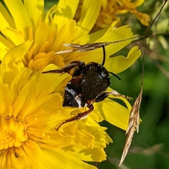 Epeoloides coecutiens