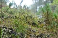 Erigeron morrisonensis fukuyamae