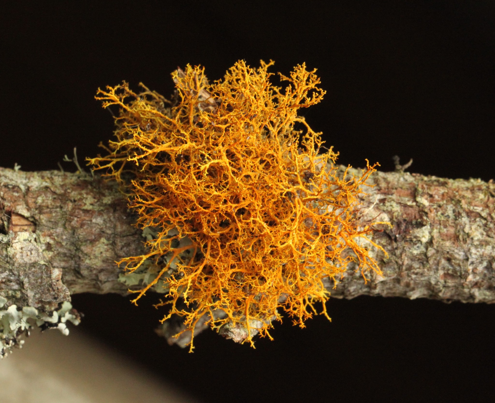 Teloschistes flavicans image