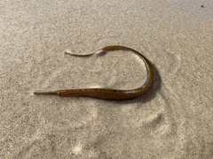 Vanacampus poecilolaemus