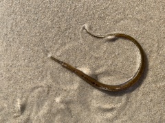 Vanacampus poecilolaemus