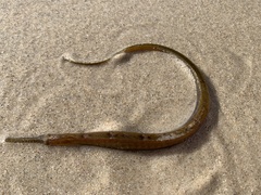 Vanacampus poecilolaemus