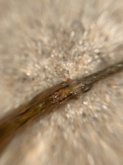 Vanacampus poecilolaemus