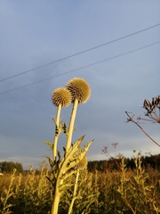 Echinops exaltatus