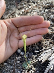 Pterostylis depauperata