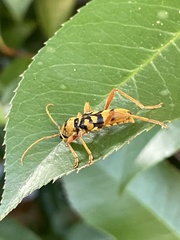 Chlorophorus quinquefasciatus