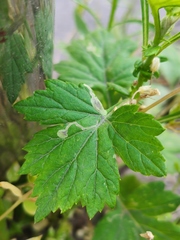 Calycomyza artemisiae