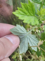 Calycomyza artemisiae