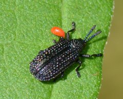 Microrhopala excavata