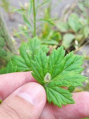 Calycomyza artemisiae