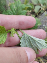 Calycomyza artemisiae