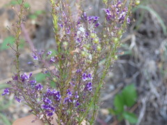 Anarrhinum longipedicellatum