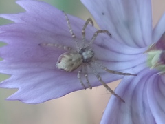 Philodromus cespitum