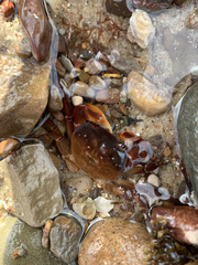 Cyclograpsus granulosus