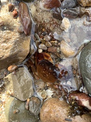 Cyclograpsus granulosus