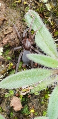 Encoptarthria