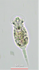 Squatinella mutica