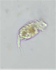 Squatinella mutica