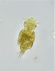 Squatinella mutica