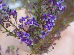 Anarrhinum longipedicellatum