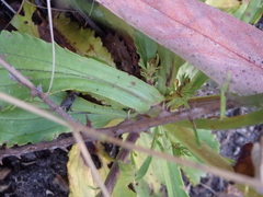 Anarrhinum longipedicellatum