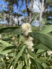 Hakea benthamii