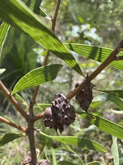 Hakea benthamii