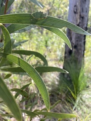 Hakea benthamii