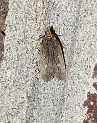 Dichomeris juncidella