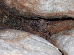 Parasesarma