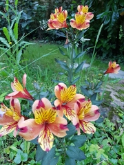 Alstroemeria aurea