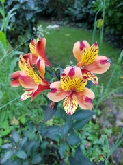 Alstroemeria aurea