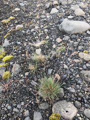 Festuca vivipara