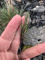 Festuca vivipara