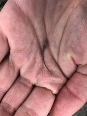 Festuca vivipara