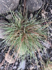 Festuca vivipara