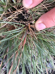 Festuca vivipara