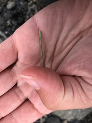 Festuca vivipara
