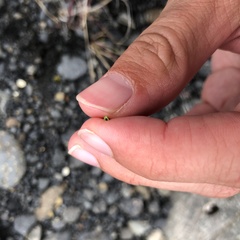 Festuca vivipara