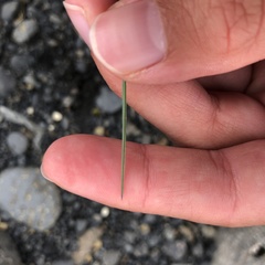 Festuca vivipara