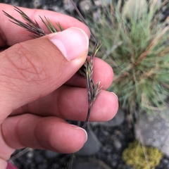Festuca vivipara