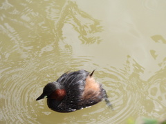 Tachybaptus ruficollis