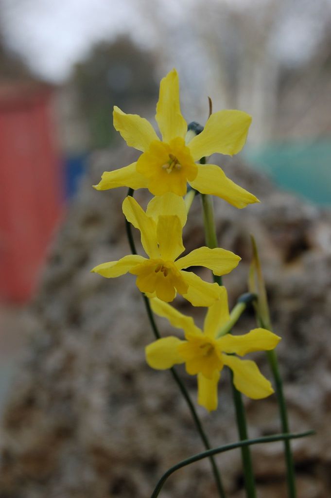 Narcissus cordubensis