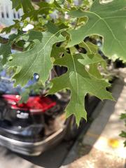 Quercus coccinea