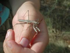 Bolivaria brachyptera
