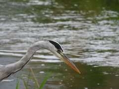 Ardea cinerea