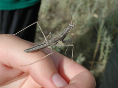 Bolivaria brachyptera