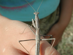 Bolivaria brachyptera