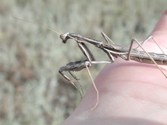 Bolivaria brachyptera